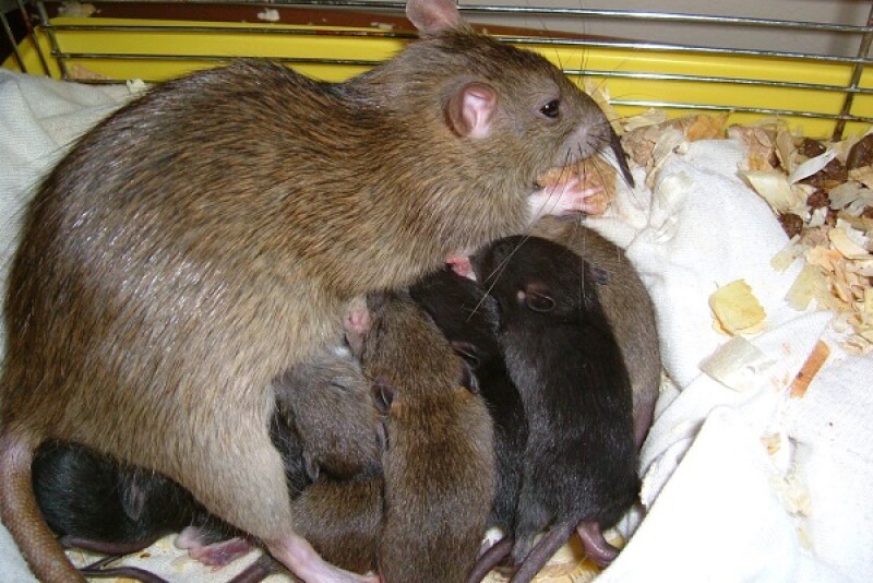 rats, not chicken