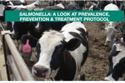Holsteins in feedlot.