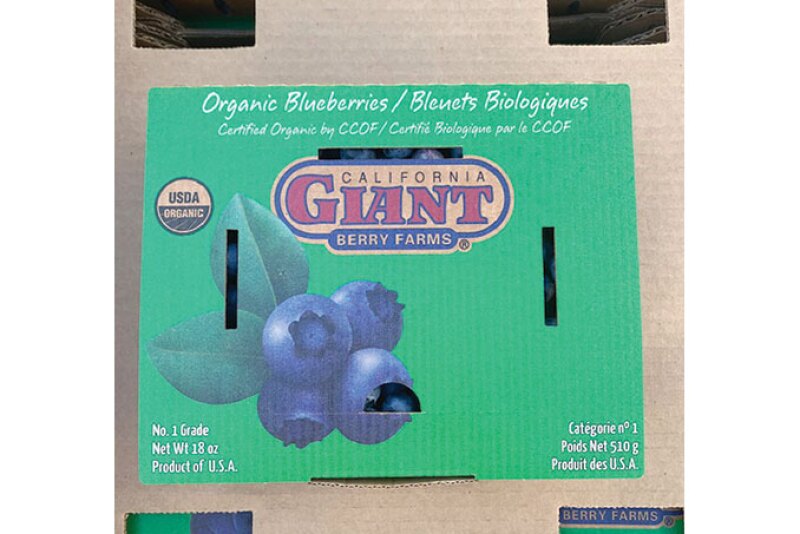California Giant Berry Farms has introduced corrugated clamshell containers  like this 18-ouce blueberry “clamshell” for strawberries and blueberries, says Eric Valenzuela, the company’s director of food safety and sustainability. The company  sees sustainability as an extension of the firm’s effort to give back to the community