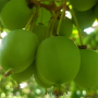 Kiwiberries from New Zealand are available for the U.S. market February through March.
