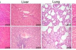Transgenic (TG) pigs exhibit antiviral responses during CSFV infection. 