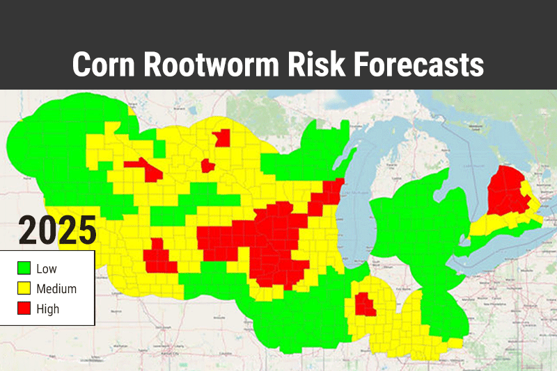 Elevated Corn Rootworm Pressure Projected For The Midwest - AgWeb