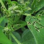 Alfalfa Weevil