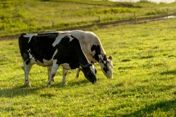 Organic Valley cows 