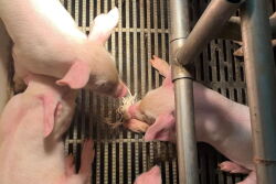 Rope Knot and Pigs