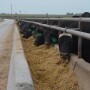 BT_Full_Feedlot_Bunk_Cattle