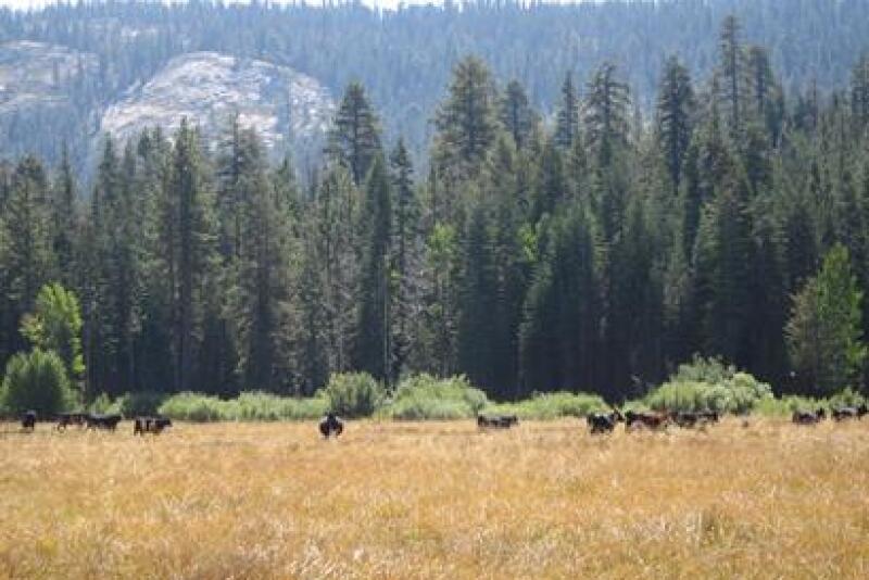 grazing cattle