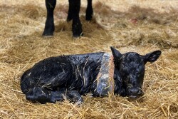 Newborn Calf A.jpg