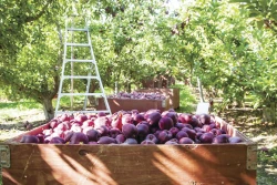 The Washington apple crop is nearing the end and growers are reporting a lighter crop than an Aug. 1 pre-season forecast. This photo of a red delicious orchard is from a previous harvest.