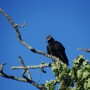Black Vulture 2.jpg
