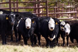 2010_Beef_Cattle_3231