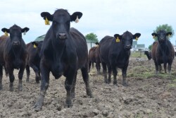 BT_Replacement_Heifers