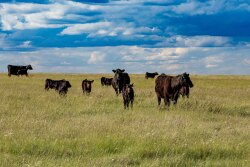 Range and pasture represent one-third of the continental U.S.