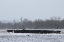 Winter Feeding