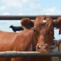 BT_Feedlot_Heifer