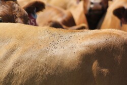 Fly control needs to be considered whether in a dry lot or grazing.