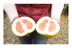 Pummelos are just one of the specialty citrus varieties from Bee Sweet Citrus.