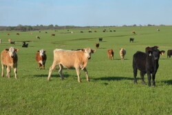 BT_Stocker_Cattle_Flint_Hills