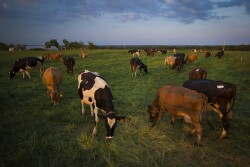 DT_Dairy_Missouri_Grazing