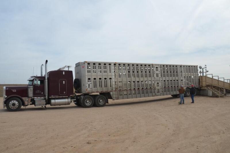 The Modernizing Agricultural Transportation Act has been introduced in the House of Representatives and is yet another legislative proposal that offers fixes for livestock haulers regarding hours of service rules.
