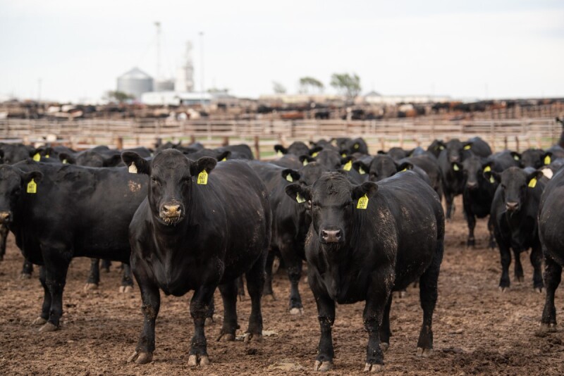 Feedlot