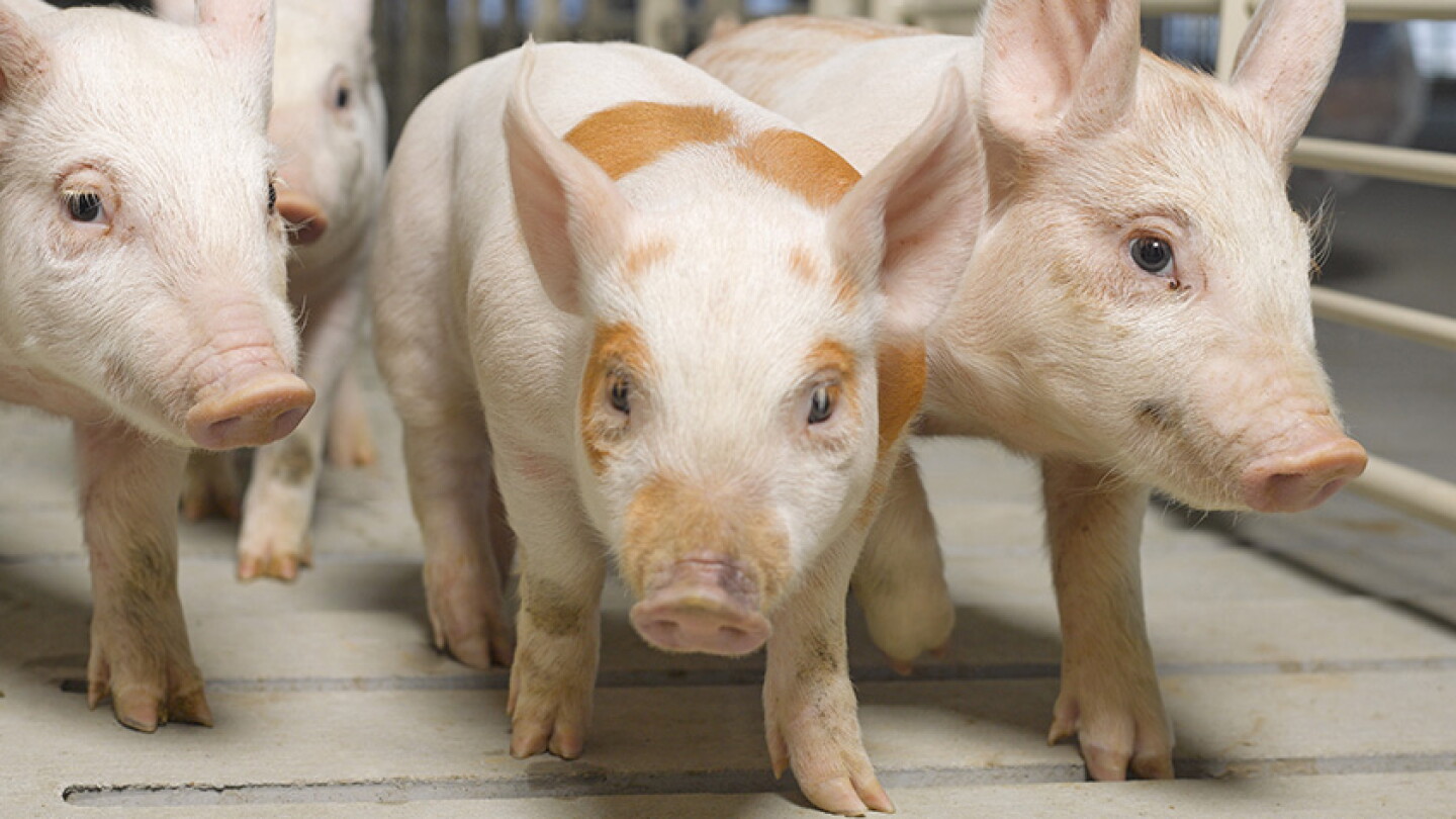 Producing a Quality Weaned Pig: Focus on Health - Pork Business
