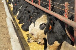 ISU feedbunk