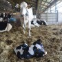 Researchers are exploring whether cattle would benefit from pain management associated with calving.
