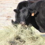 Feeding cows through the winter after a drought season is always challenging. Did you know the mineral content of forages, even if the same hay fields that are always used, is likely different than normal?
