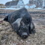 Wild Pig in ND