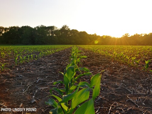 Young Corn Field Sunset - Lindsey Pound