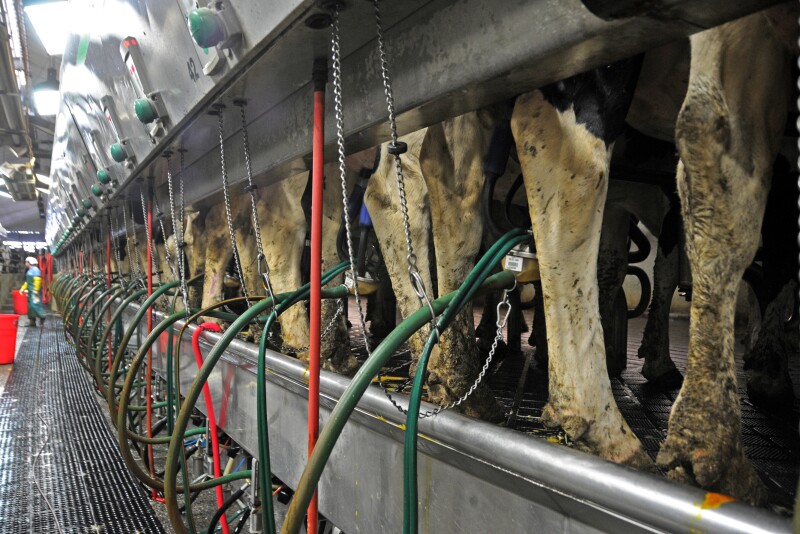 Cows being milked in a parlor. 
