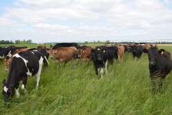 DT_Grazing_Heifers
