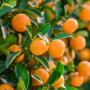 Mandarin oranges