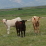 Young calves