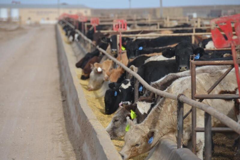 Despite an uneven cash trade, analysts say fed cattle supplies remain manageable.