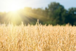 Oats_Adobe Stock