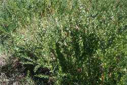 sericea_lespedeza