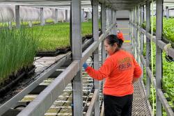 Farm worker inspects leafy greens in a greenhouse