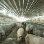 Smart Farming with Free Access Stalls 