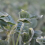 dicamba damage in illinois