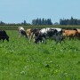 DT_Grazing_Dairy_Oregon