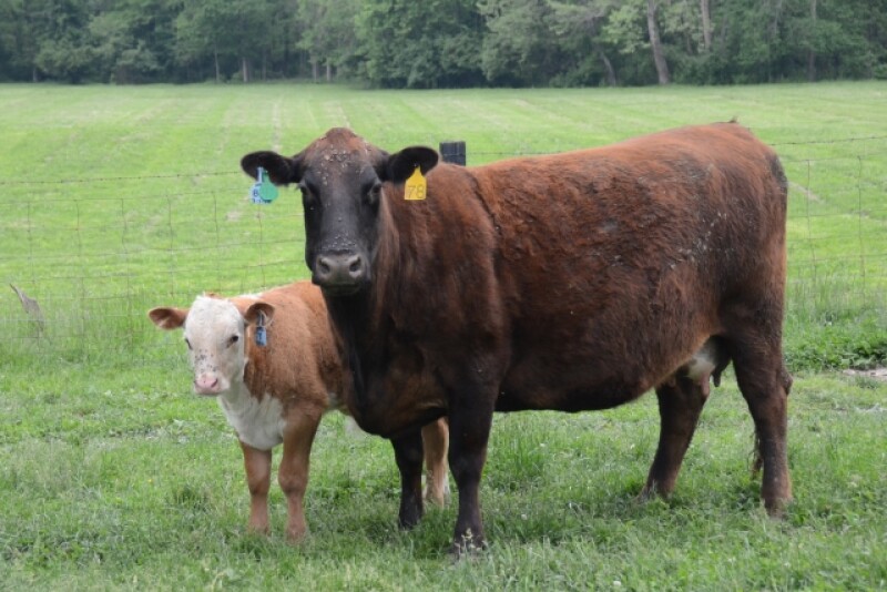 BT_Cow_Calf