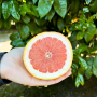 Bee Sweet Citrus Star Ruby Grapefruit