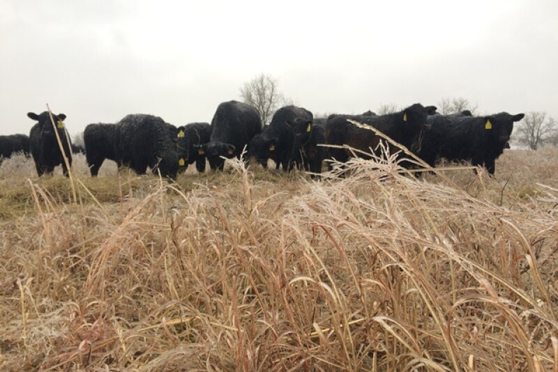 BT_Ice_Cattle_Winter
