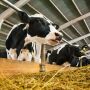 Cows feeding at bunk.