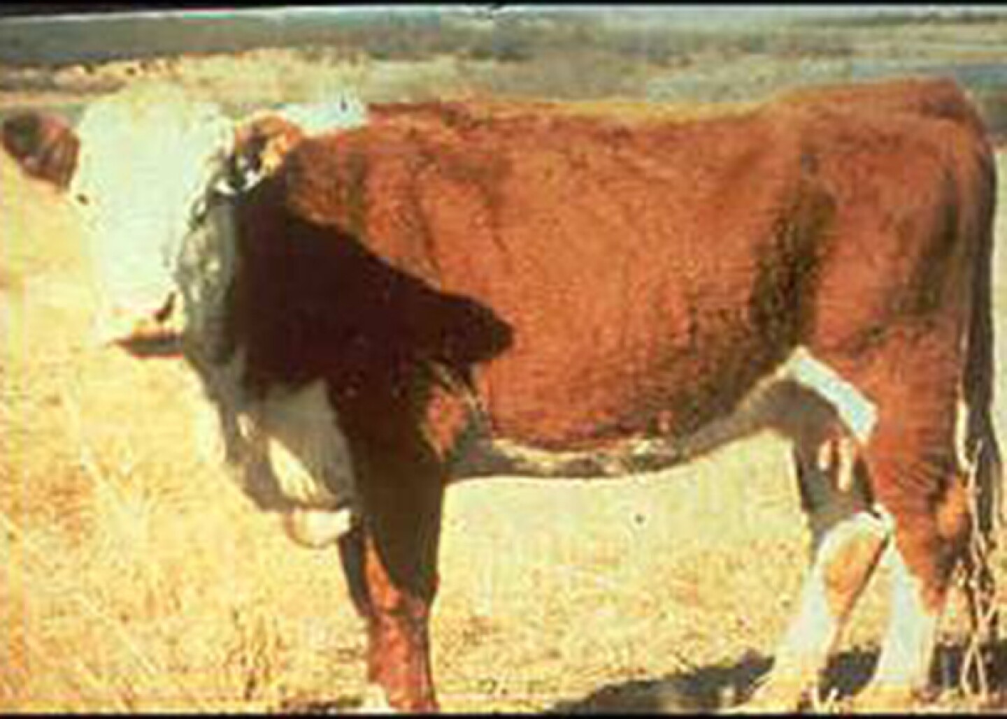 Selk-BCS-Score4-840.jpg