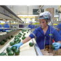 Santa Paula, Calif.-based Calavo Growers Inc. will have a large avocado crop from Mexico this season and will be looking for markets in Europe and to the domestic market in Mexico to absorb the bigger crop at a time of “really flat demand in the U.S.,” says Rob Wedin, executive vice president of fresh sales.