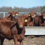 Make weaning and preconditioning a worthwhile investment.
