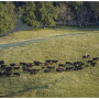 Simmental cattle